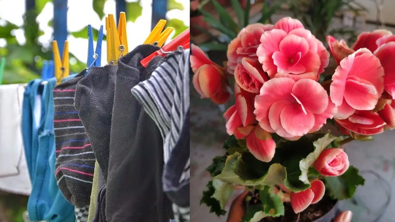 3 plantas para absorber la humedad y reducir el moho que necesitas en el lavadero