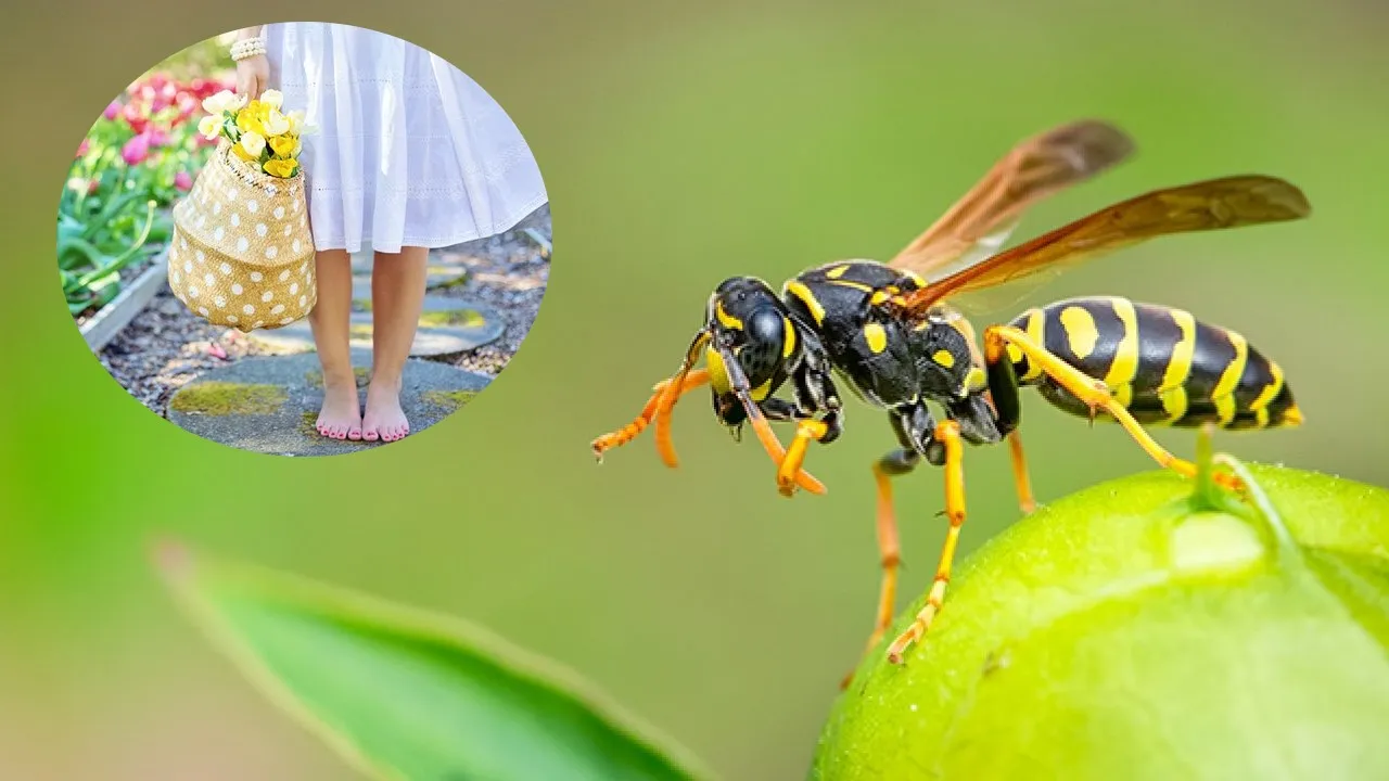 3 plantas que ahuyentan avispas en verano, sin picaduras