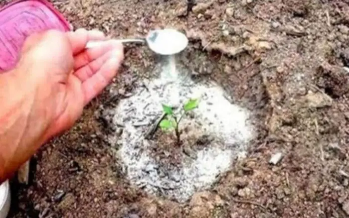 30 usos fantásticos y únicos del bicarbonato de sodio en el jardín