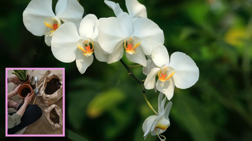 4 fertilizantes potentes para que sus orquídeas florezcan hermosas todo el año