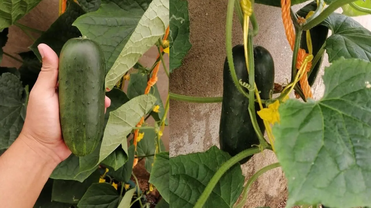 4 pasos básicos para cultivar pepinos en tu jardín, ¡fácil y rápido!