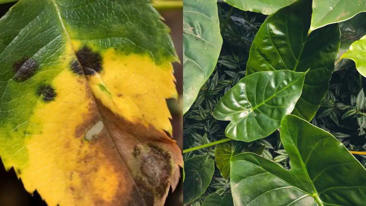 4 trucos naturales para que tus plantas nunca se vuelvan amarillas