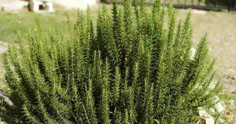 5 cosas que hacer si quieres que tu romero siempre sea espeso y fragante