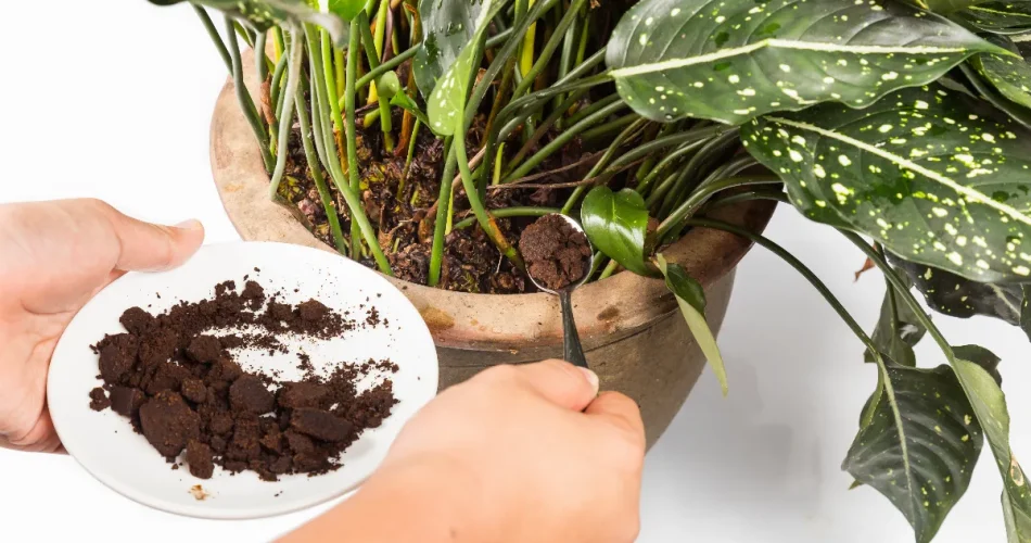 5 fertilizantes naturales para plántulas: así impulsas fácilmente el crecimiento de todas tus plantas