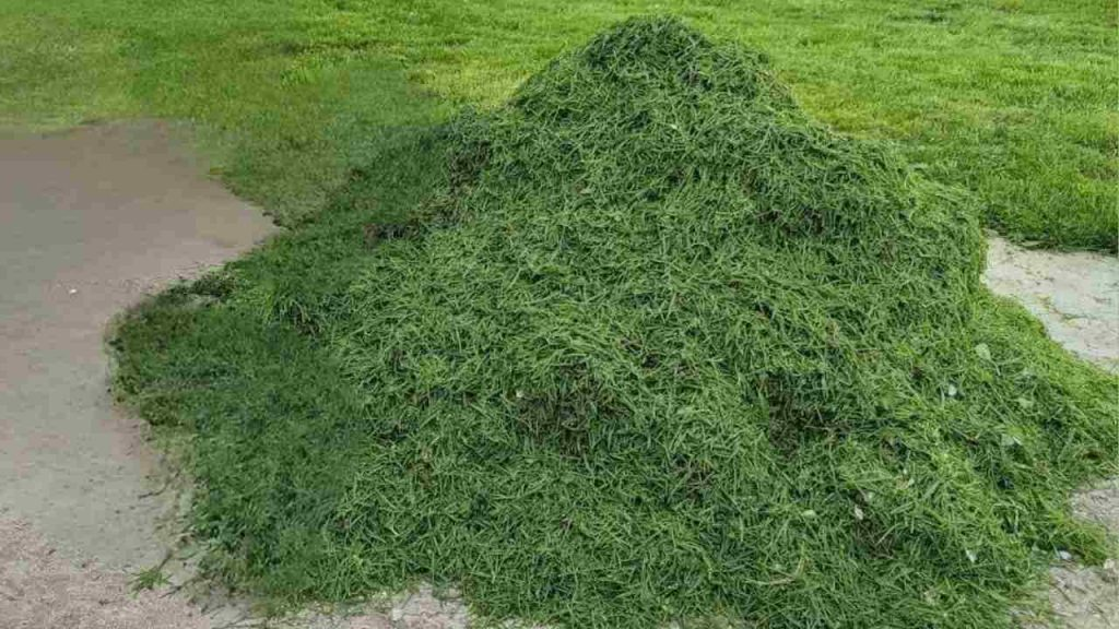 5 formas sencillas y muy útiles de reutilizar inteligentemente los recortes de césped