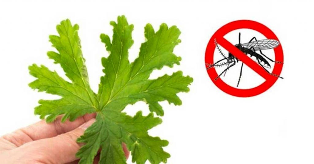 5 plantas antimosquitos para cultivar en maceta o en el jardín