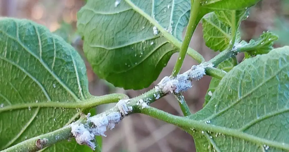 6 remedios caseros para eliminar las cochinillas que están destruyendo tus plantas