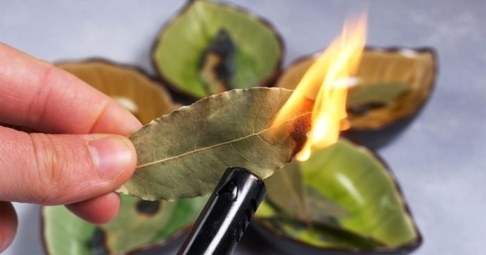 7 beneficios sorprendentes de quemar una hoja de laurel en casa todas las noches
