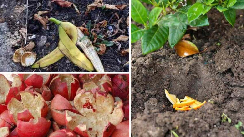 7 excelentes cáscaras de frutas que puedes usar como abono