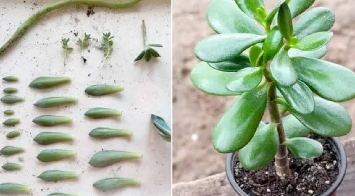 7 tipos de plantas suculentas y los secretos para cultivarlas en casa