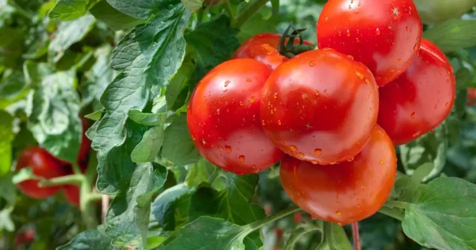 8 errores comunes que debe evitar para una cosecha exitosa de tomates