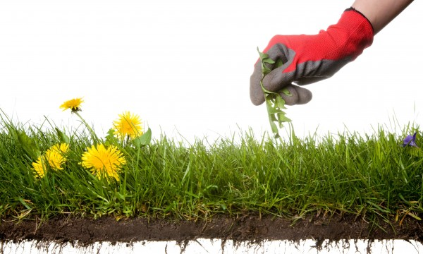 9 malezas y cómo eliminarlas