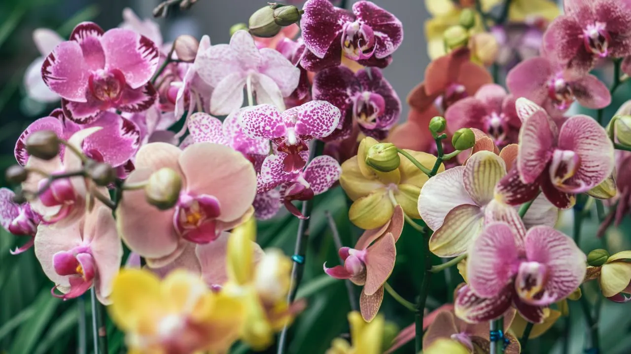 Abono casero para que tus orquídeas florezcan en todo su esplendor y cómo usarlo paso a paso