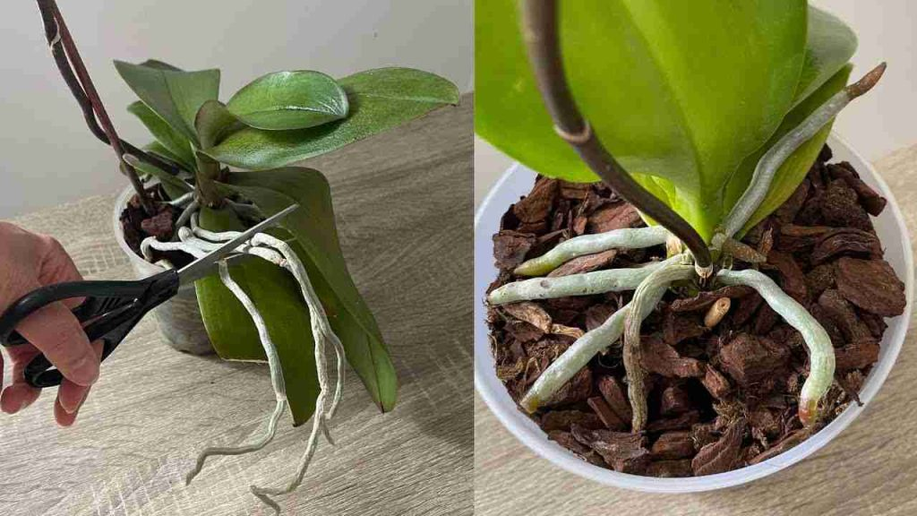 Abundantes flores y raíces de la orquídea si realiza este proceso una vez al mes