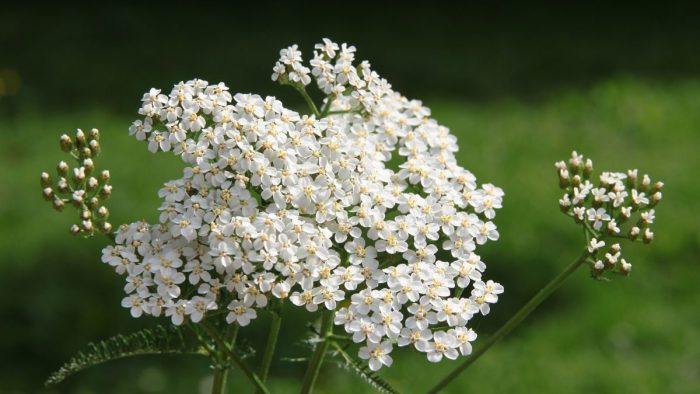 Achillea: Beneficios