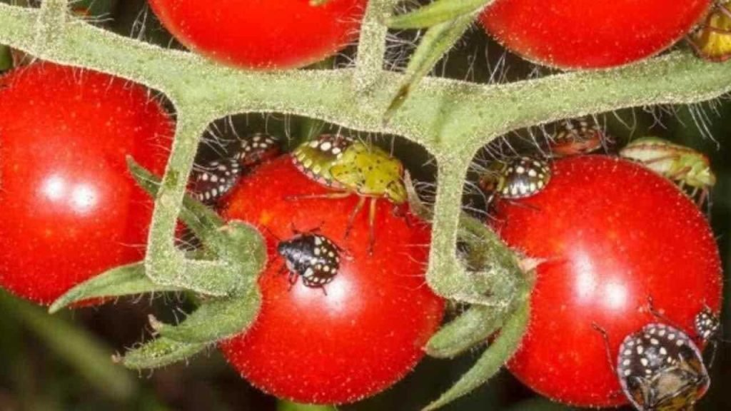 Adiós a las chinches de jardín, diferente a los insecticidas químicos: así desaparecen al instante