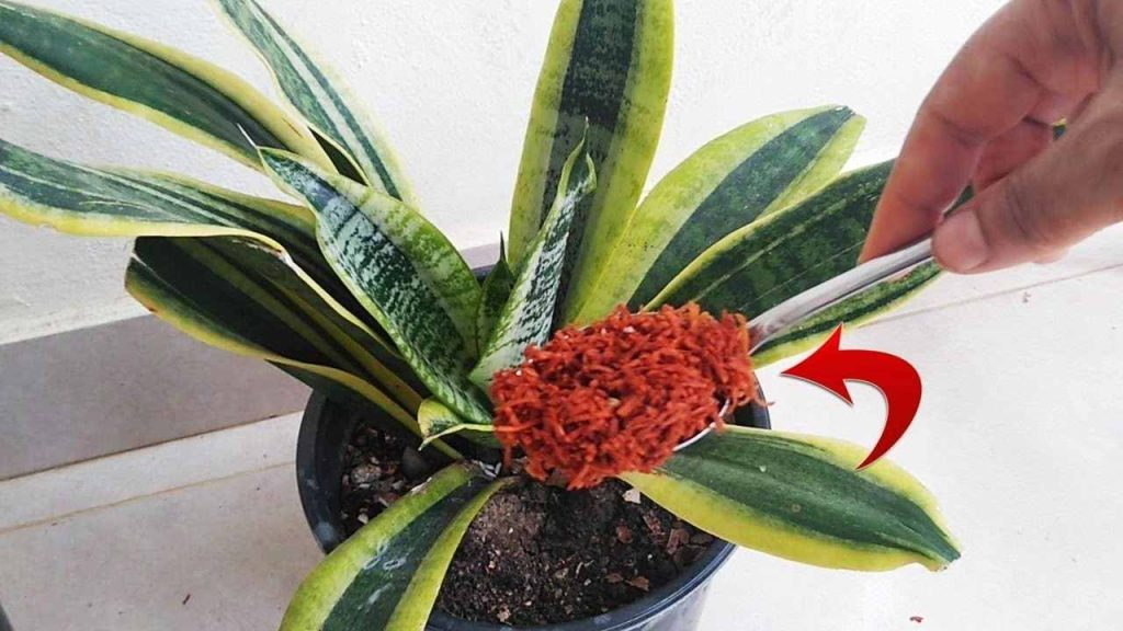 Adiós a las plagas y hongos en las plantas, con este ingrediente no volverán