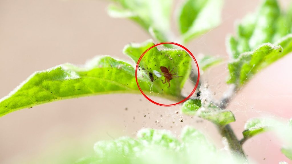 Adiós ácaros rojos de plantas y alféizares: este ingrediente es suficiente en la cocina