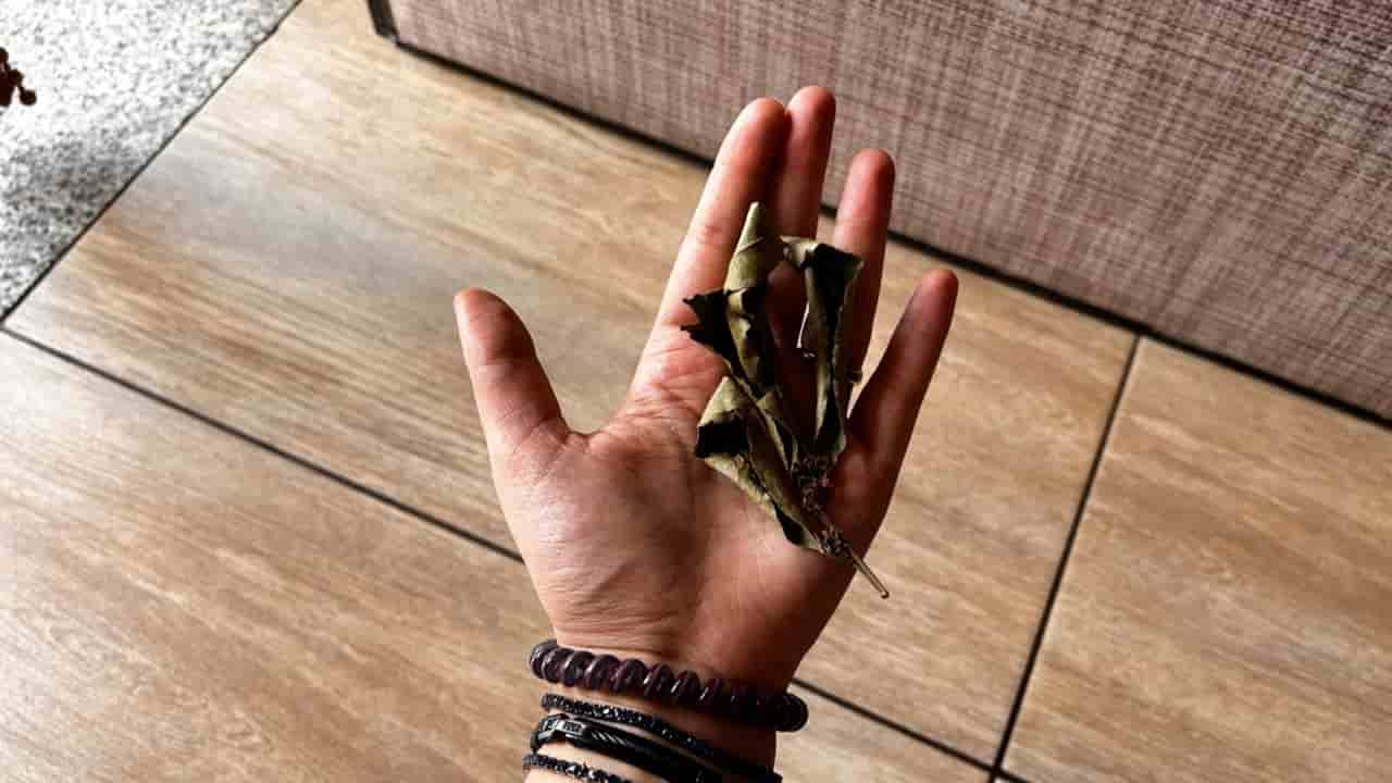 Adiós, cucarachas y cucarachas de casa: Con este remedio infalible desaparecerán