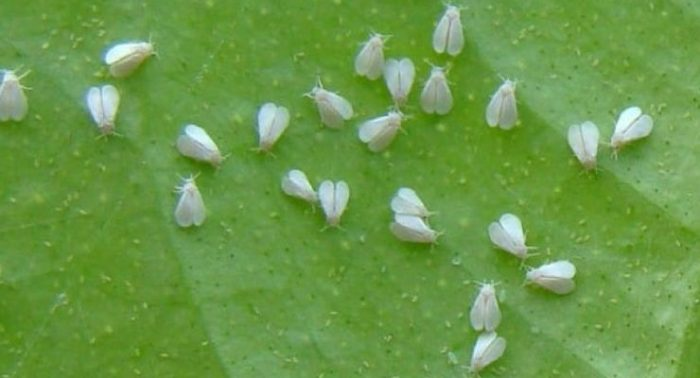 Adiós mosca blanca, el truco para mantenerla alejada de las plantas está en la cocina