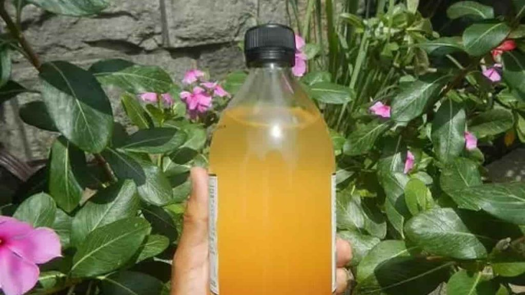 Adiós mosquitos de las plantas, así los mantiene alejados con el método de vivero