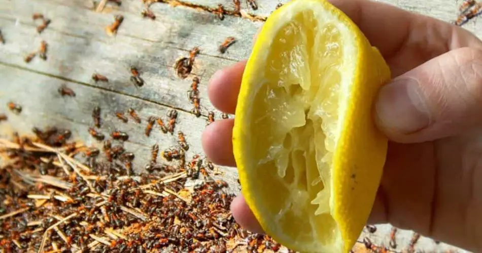 Afidi e insectos nunca volverán a tu casa con este potente remedio natural