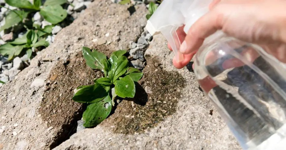 Al mezclar vinagre con dos ingredientes simples y económicos, la hierba muere así.