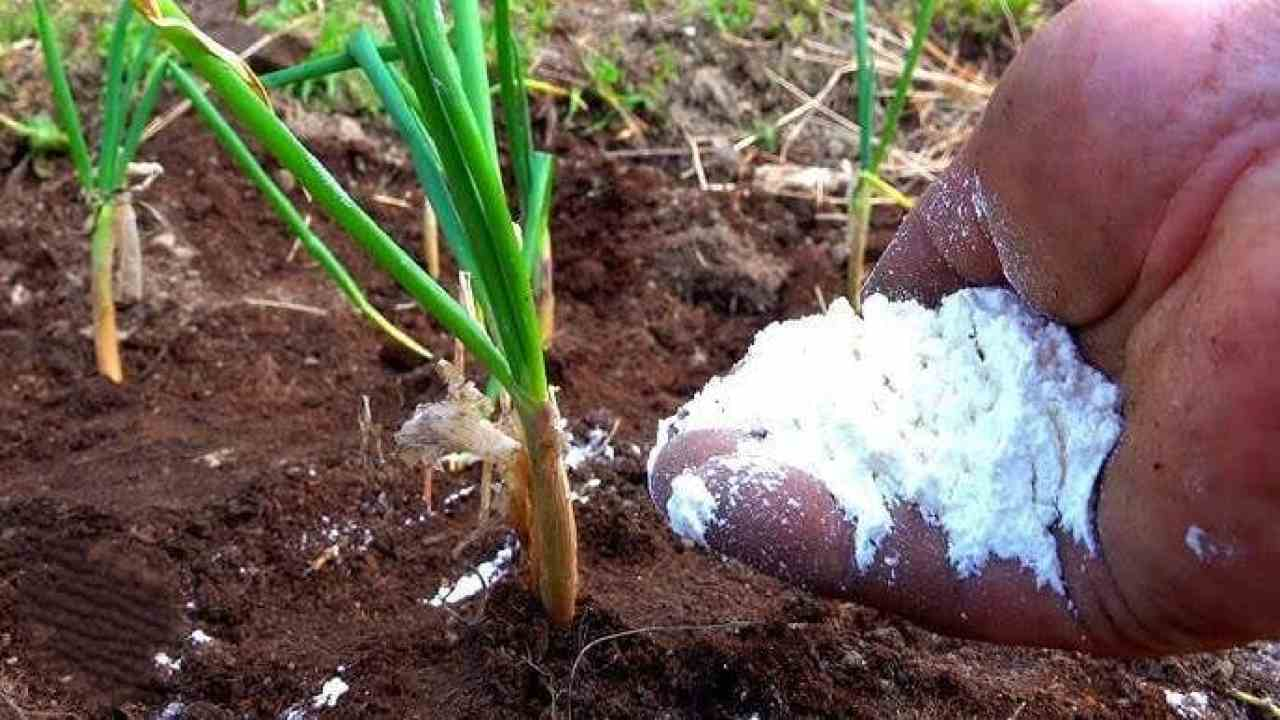 Alimente las cebollas en junio con este fertilizante: crecerán grandes cada año