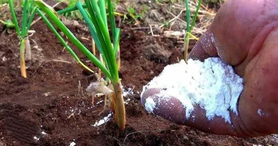 Alimente los bulbos con este fertilizante en junio, porque crecerán cada año