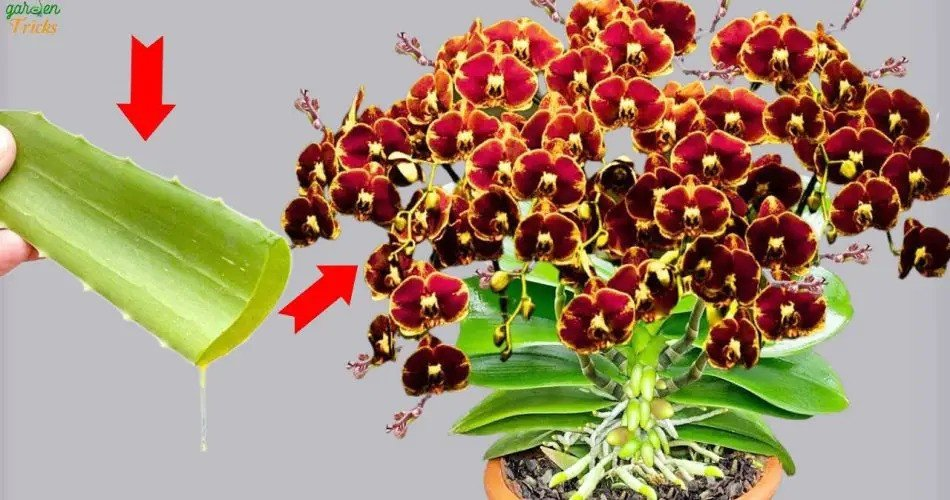 Aloe Vera Mágica: ¡La clave para orquídeas florecientes todo el año!