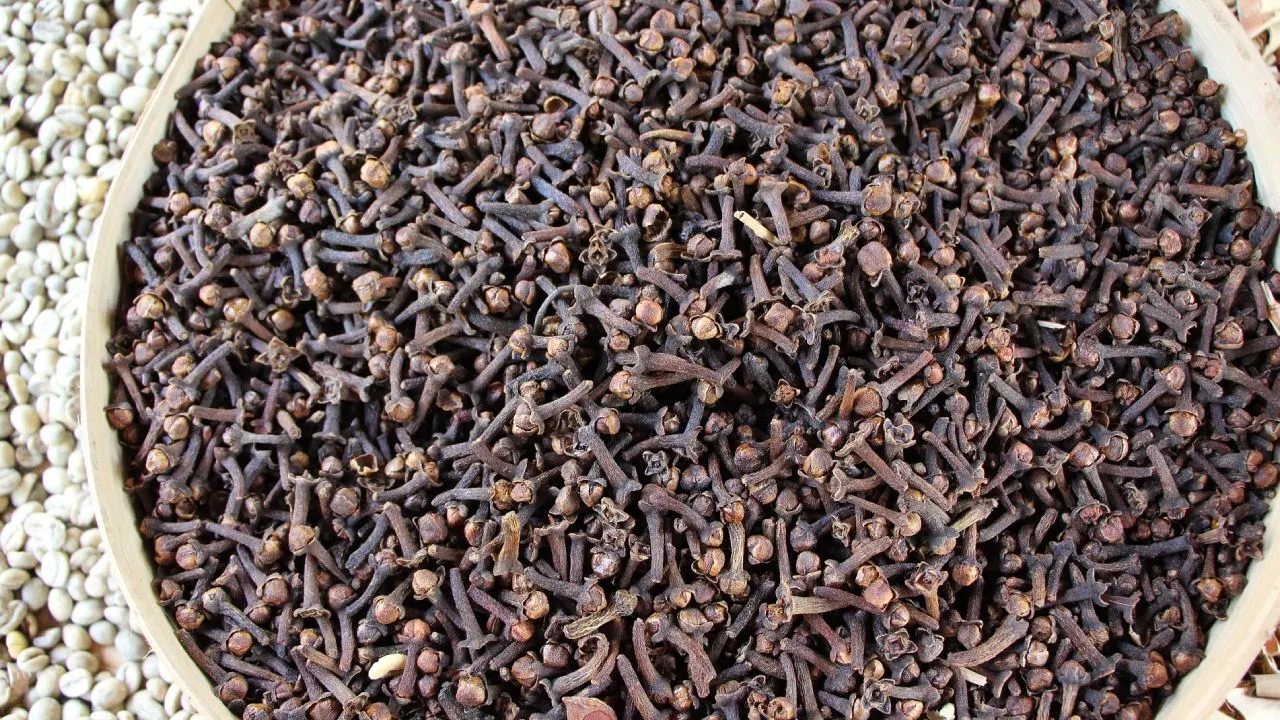 Aprenda a cultivar claveles de maceta para aromatizar su hogar