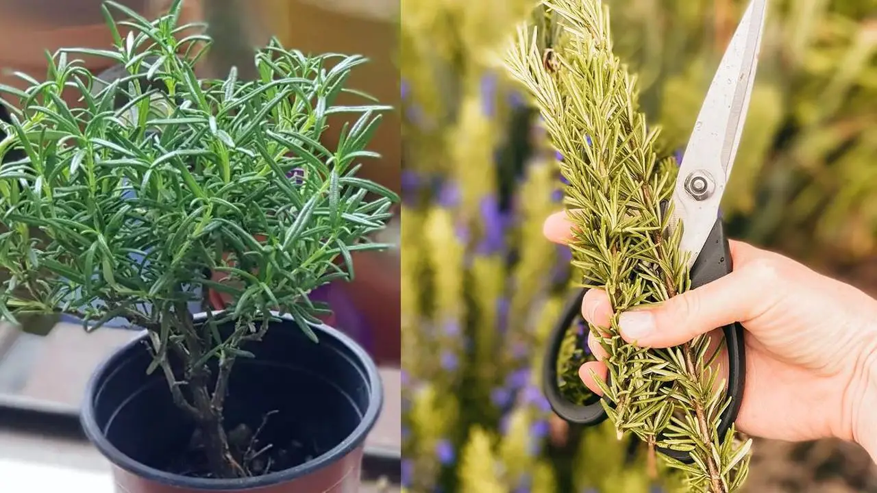 Aprenda a propagar romero con solo una rama