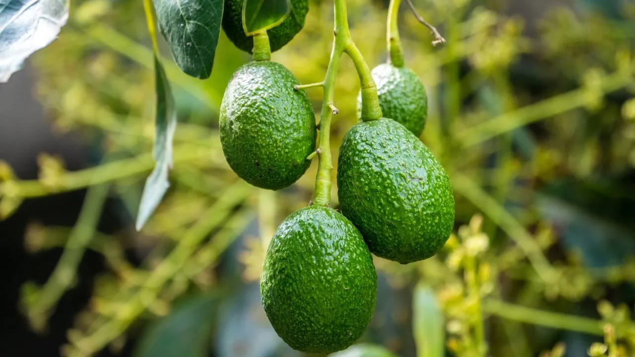 Aprenda cómo injertar aguacate fácilmente en casa