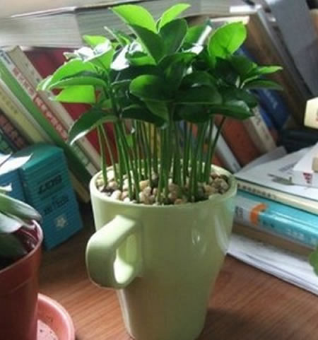 Aquí Cómo Hacer Crecer Un Limón En Una Taza En Casa