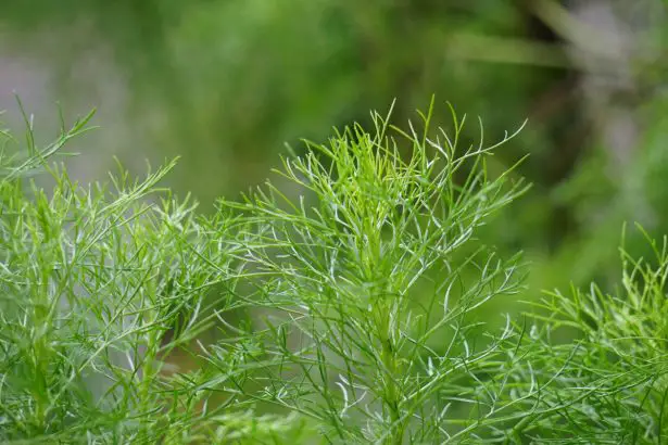 Aquí está la mejor planta repelente de mosquitos que deberías tener en tu jardín este verano (y no es ni citronela ni geranio)