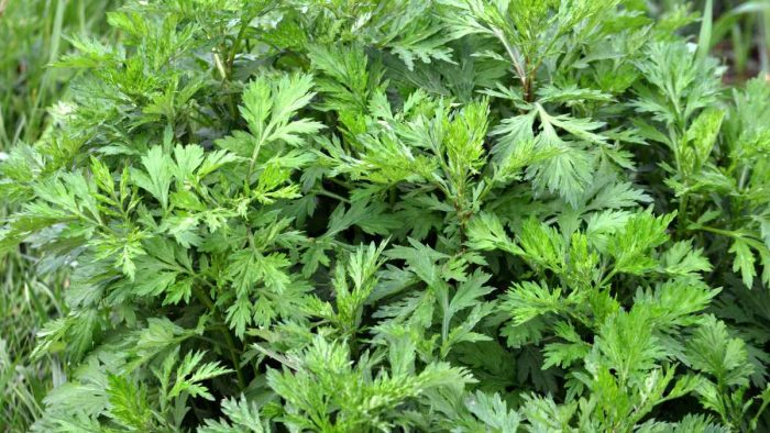 Artemisa (Artemisia vulgaris): 20 beneficios potentes y consejos expertos para su uso