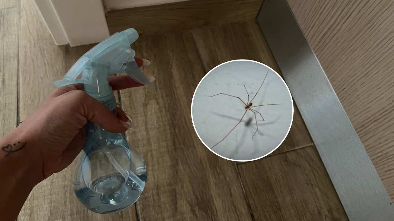 Así eliminas arañas de tu casa con 1 euro: nunca más verás arañas cerca