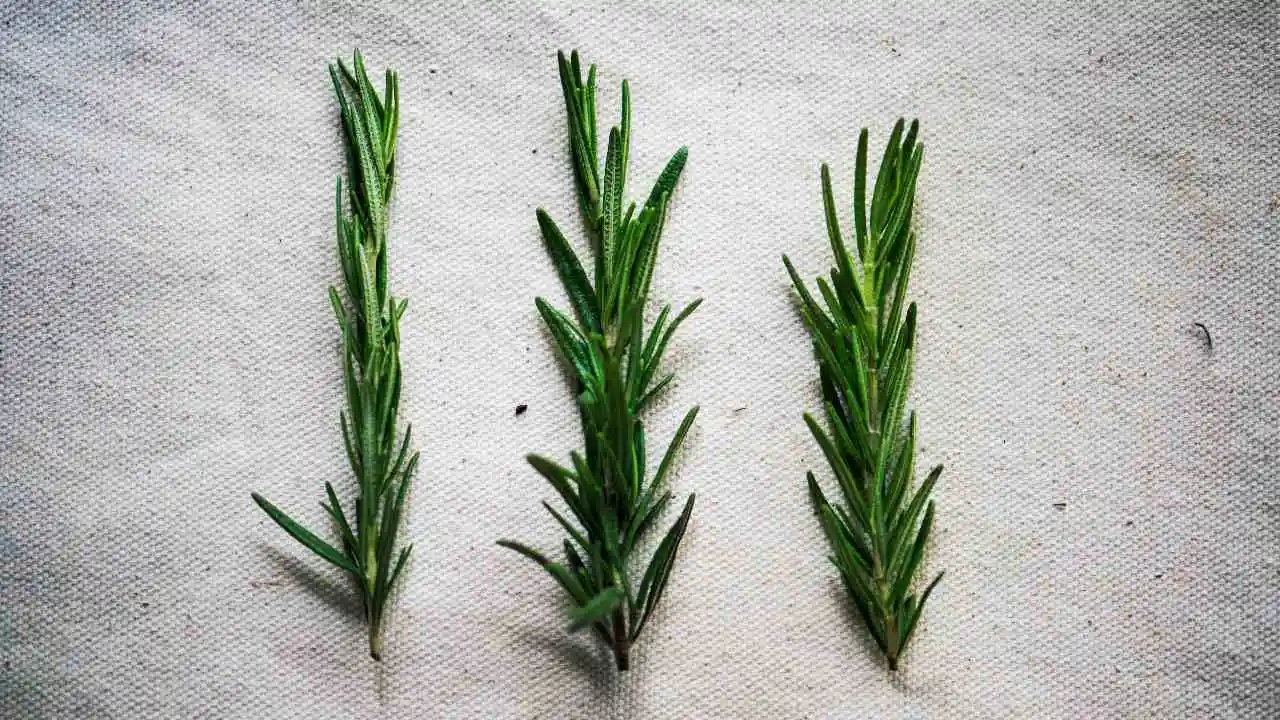 Así puedes cultivar romero en agua con solo una ramita