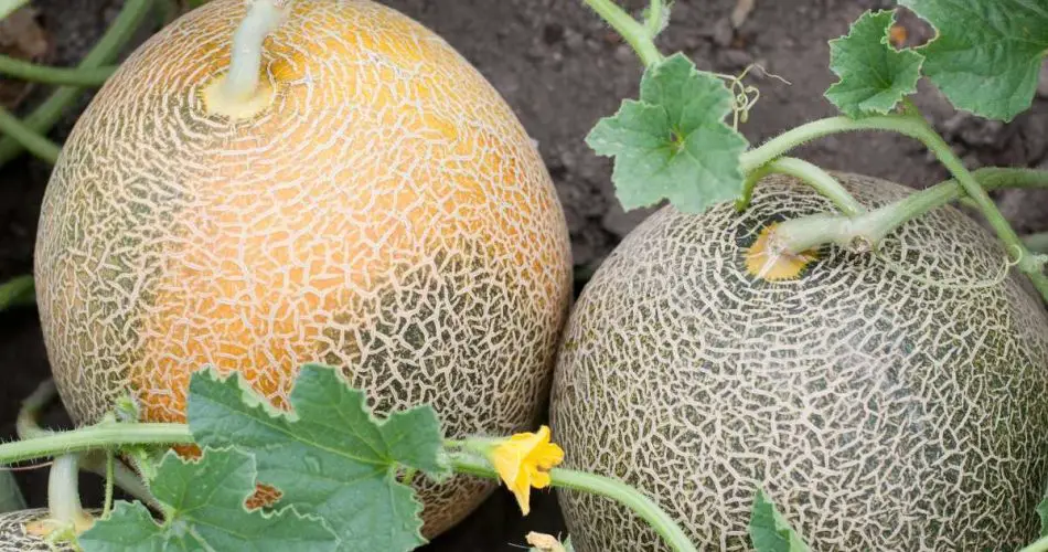 Así se cultivan los melones a partir de semillas simples
