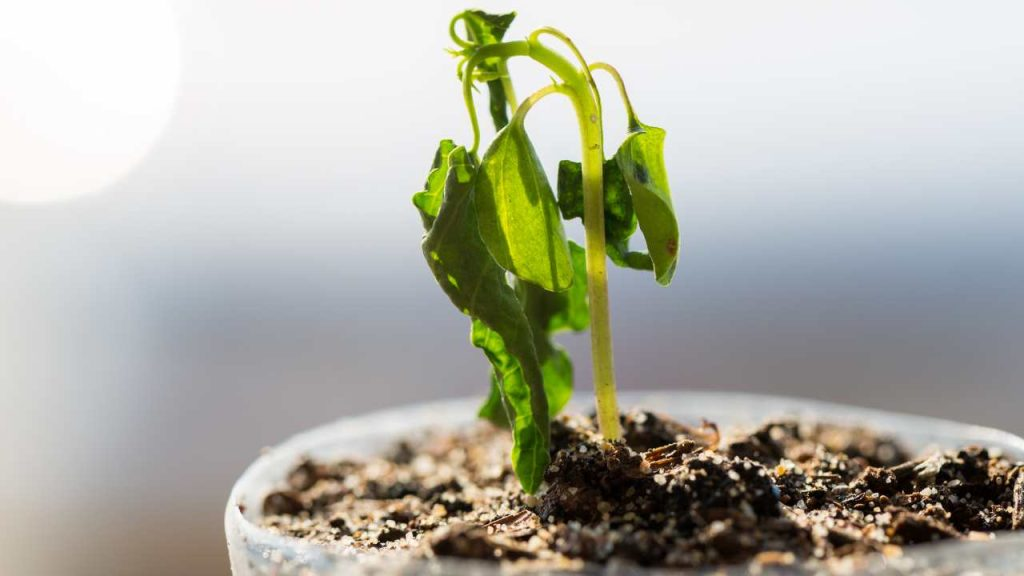 Así se recuperan las plantas quemadas por el sol en pocos pasos