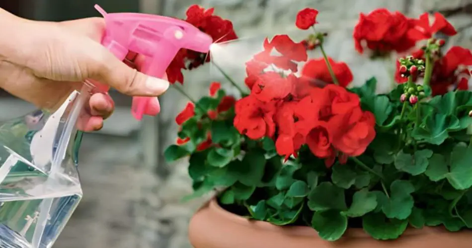 Así se riegan los geranios para que siempre estén llenos de flores