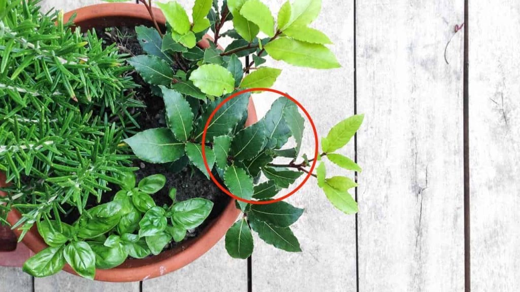 Así tendrá una planta de laurel exuberante y eterna en el balcón de su casa