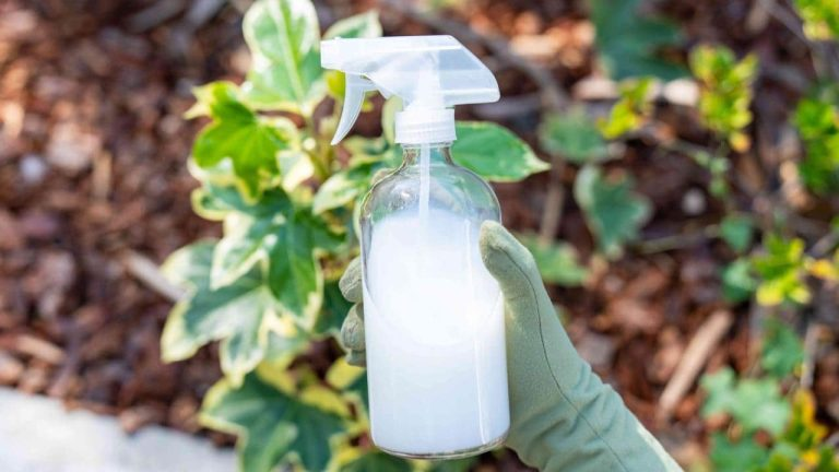 Aumente la cosecha de tomates de inmediato: siempre plántelos en la tierra