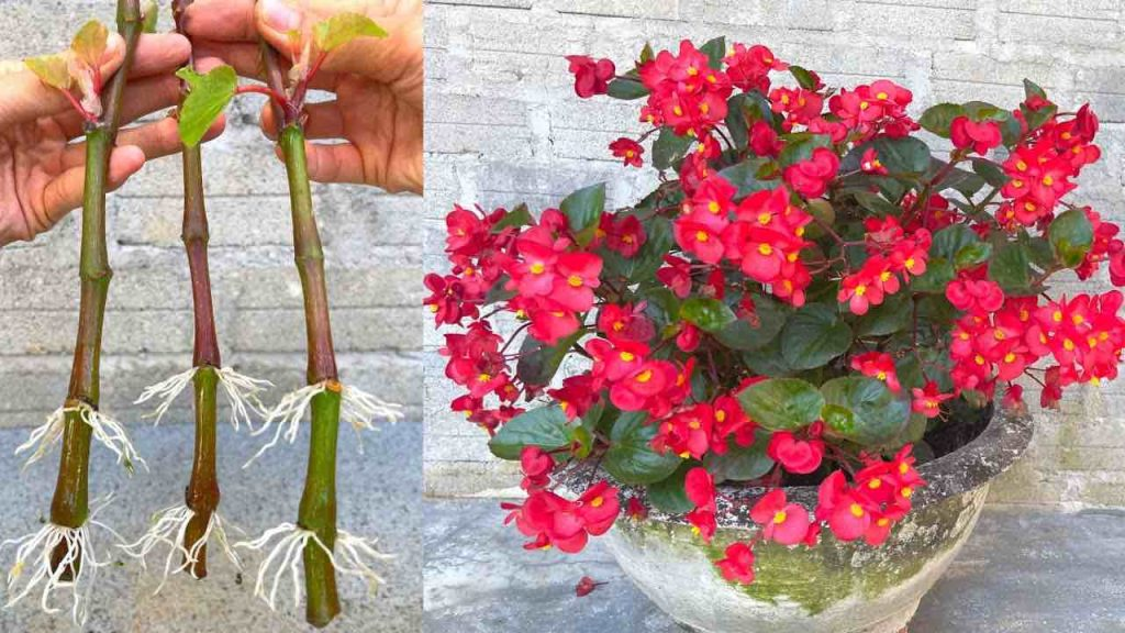 Begonia, cómo multiplicar ramas con 1 plátano de forma infinita: se multiplica al instante