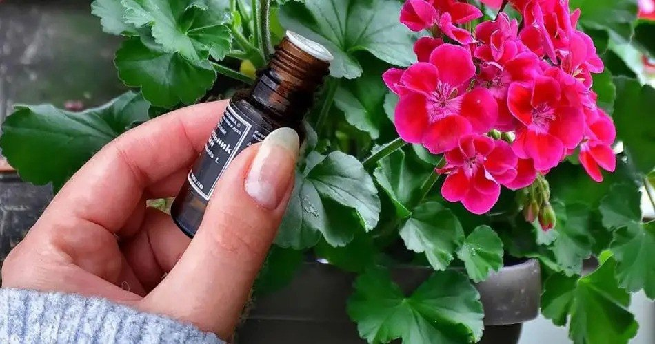 Belleza durante todo el año: ¡un método sencillo para la floración de geranios!