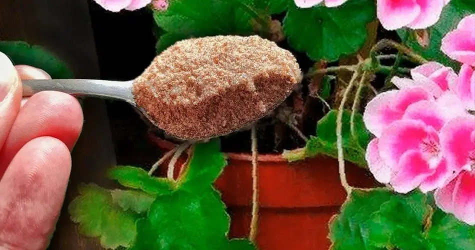 Brillante floración: ¡un remedio sencillo para geranios y belleza todo el año!