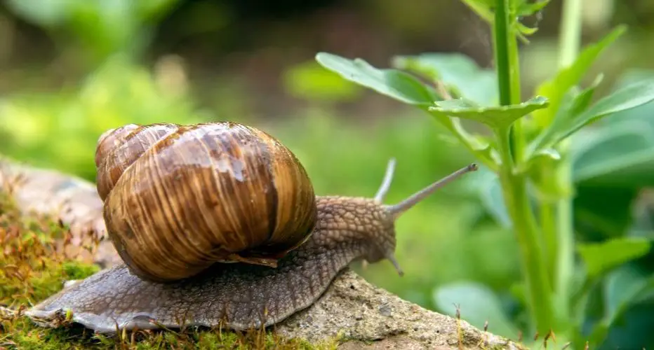 Caracoles y babosas: 5 consejos simples y naturales para mantenerlos alejados de tu huerto
