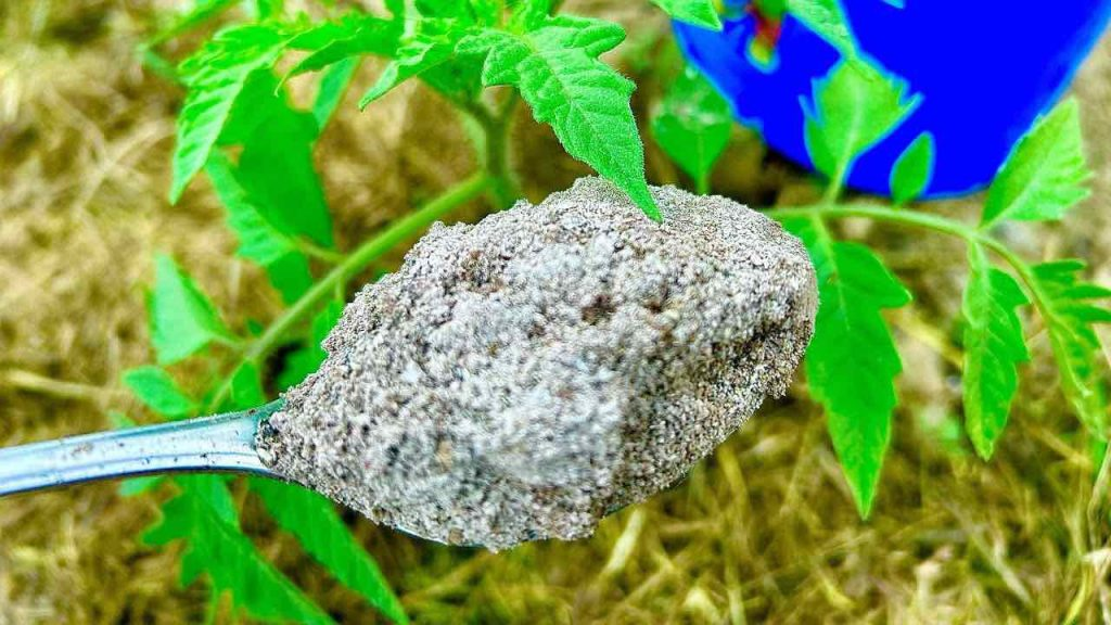 Casi todos la tienen en casa y es una bomba natural para plantas saludables y locales