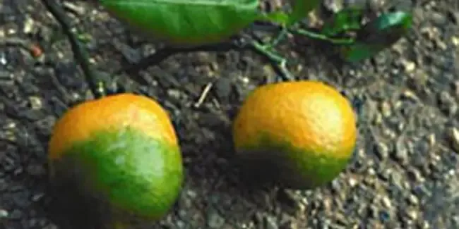 Causas de la caída de frutos en los árboles de naranjas y limones