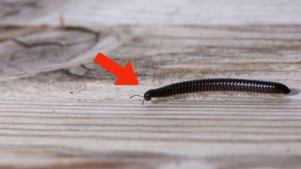 Ciempiés, ¿sabe lo que significa si encuentra uno en su casa? La razón es grave, pero usted no lo sabe.